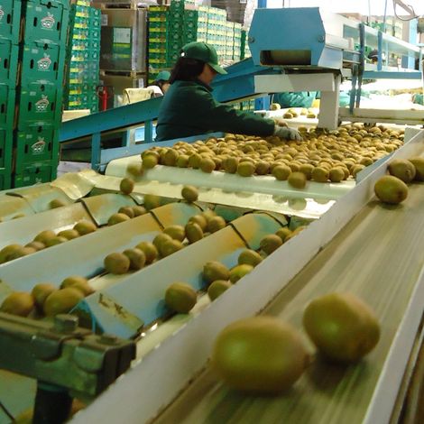 COMPANIA CHILENA DE LA FRUTA S A