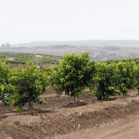 San José Farms - Plantation