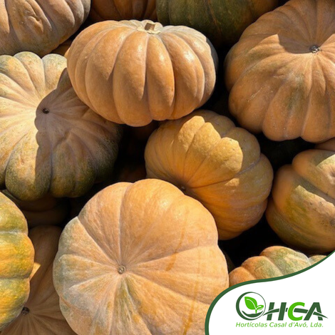 Pumpkin Mousquée