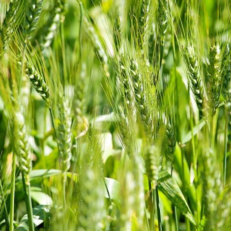 WHEAT-HEADS-web-610x551.jpg