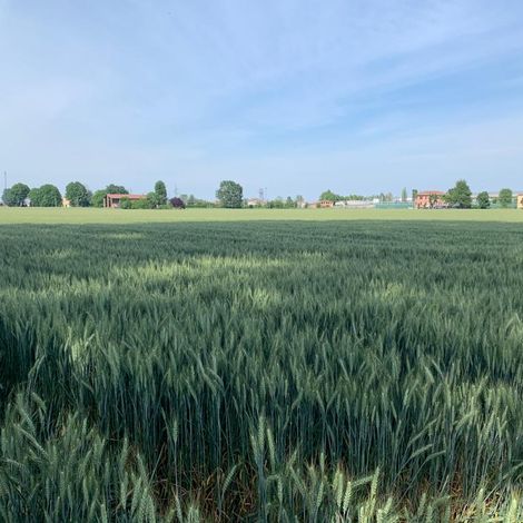 Molini Pivetti Spa - Plantation