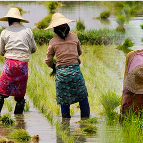 Myanmar Paddy - Monsoon Season