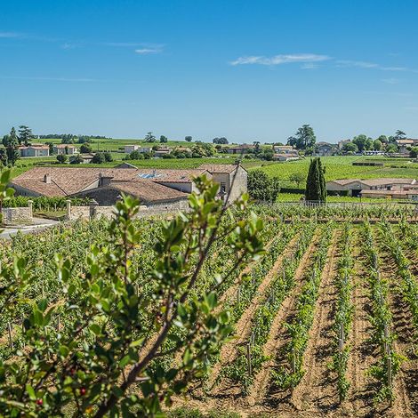 From the Vineyard to the Winery