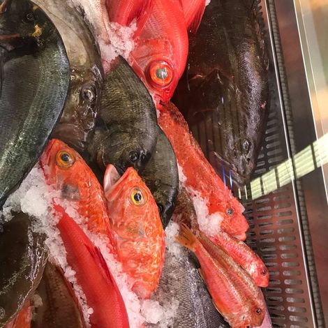 ICE FISH AS