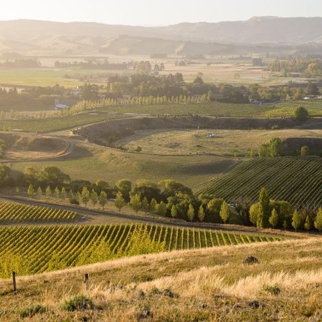 Vineyards