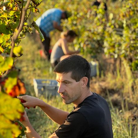 Château de Rouffiac - Harvesting
