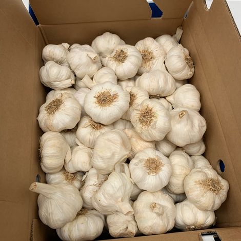 White Spring Garlic
