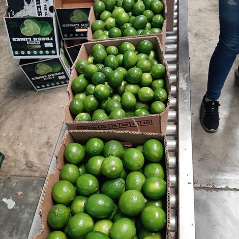 Limes 2