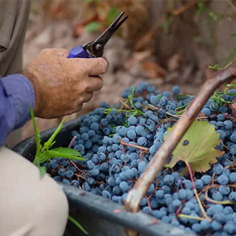 Salvador Patti Bodega y Viñedos