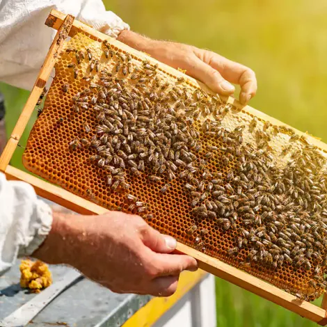 Melford Olson Honey Inc.