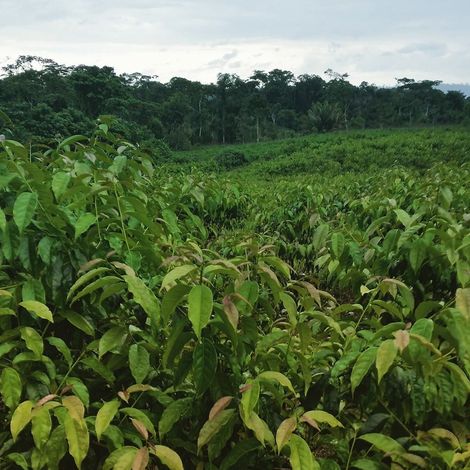 Guayusa Fields