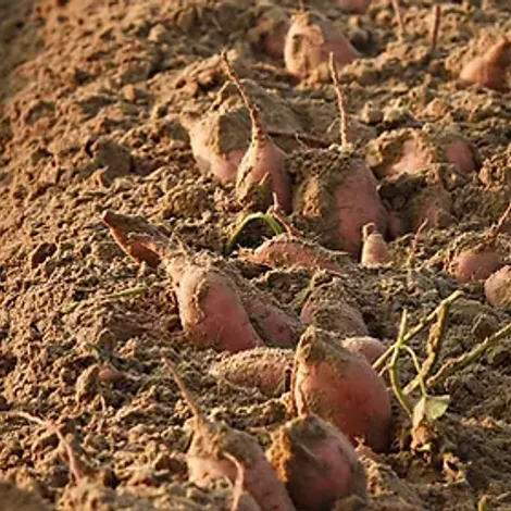 Farm Fresh Produce