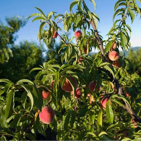 Preserve Farm Kitchens Inc.