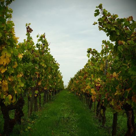 Château Clos de Sarpe