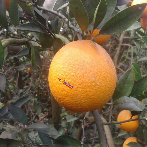 Fresh Oranges export from Egypt