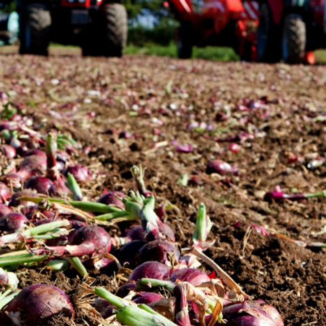 Bedfordshire Growers Ltd - Plantation