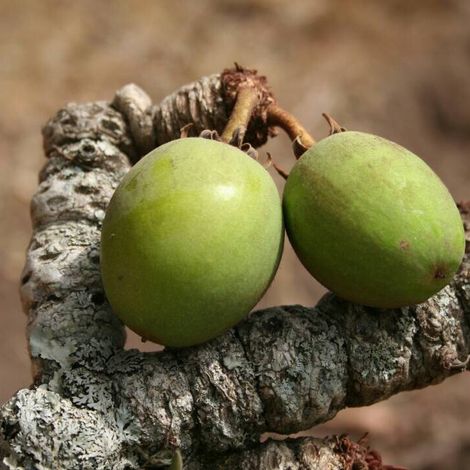 Shea butter
