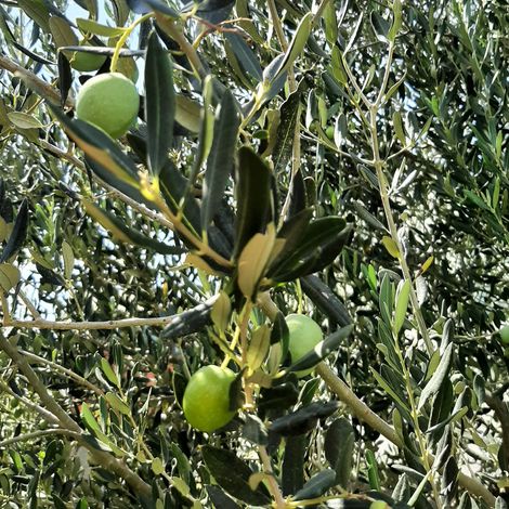 Stella Mediterranea - Olive Tree