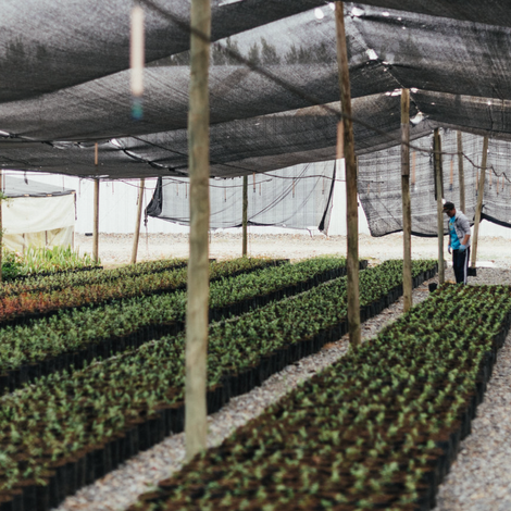 Nursery Garden and Orchard