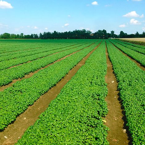 Parma Vivai - Basil Field