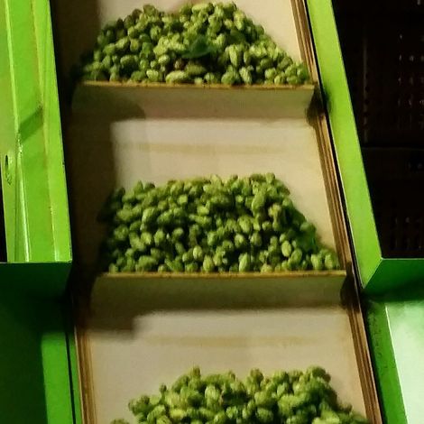 black creek hops