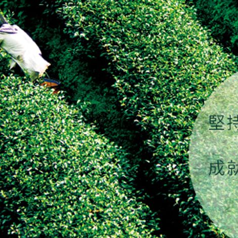Aswa - Ahua Shi Tea Co., Ltd. - Plantation