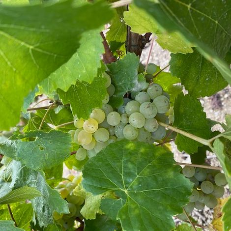 Domaine Millet_Wines_Grapes