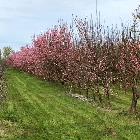 Inzana Ranch and Produce farms - Plantation
