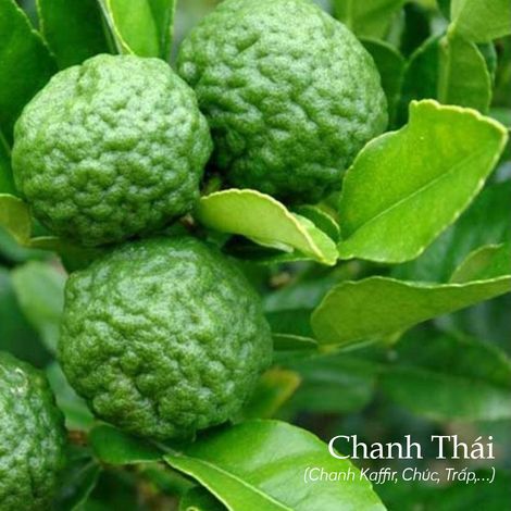 Chanh Viet Long An Trading and Investment Joint Stock Company - Plantation