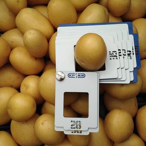 LLC Agrofirma KRiMM - Potatoes