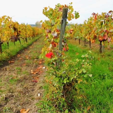 Château Anthonic vineyard 4.jpg