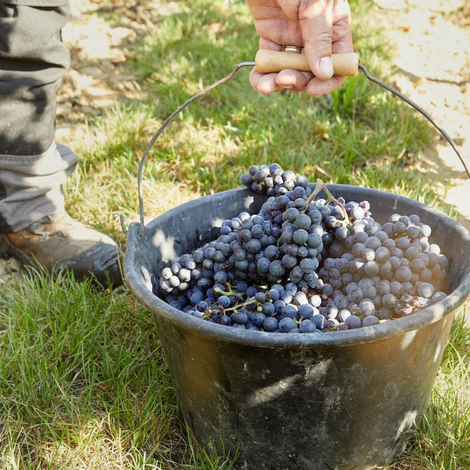 Château Berliquet's wine harvest