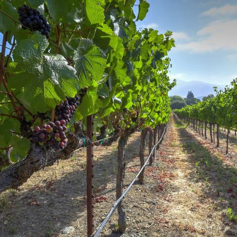 Vineyards