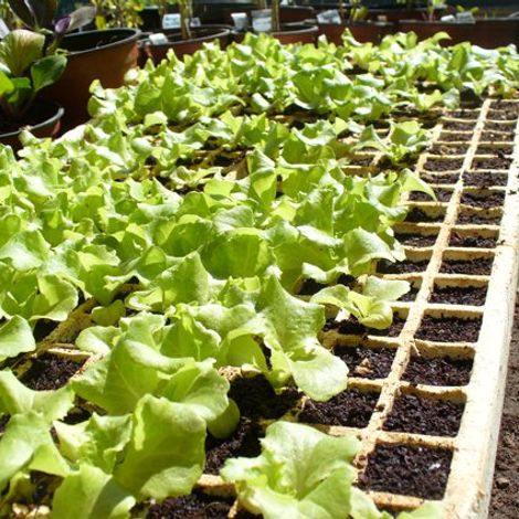 Hortalizas Gourmet - Plantation