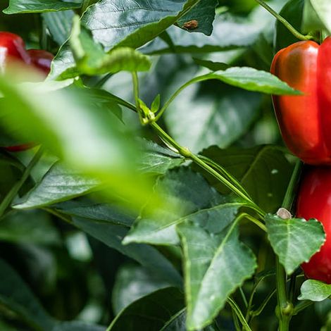 greekpeppers.com_our_company_4.jpg