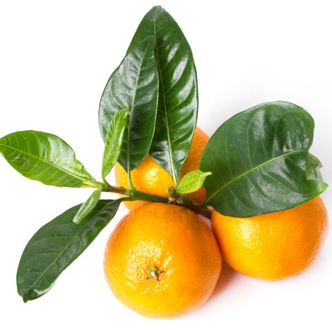 leaf tangerine