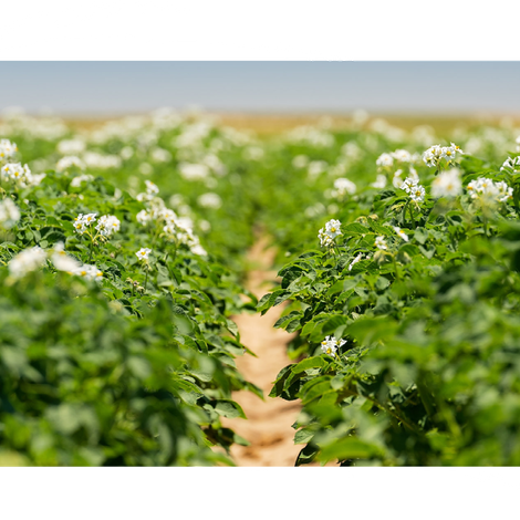 Potato Field