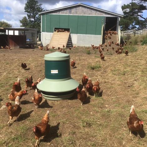 Aotearoa Free Range Eggs Limited