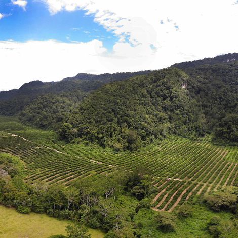 Finca.jpg