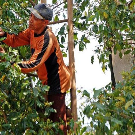 #CLOVES #INDONESIANCLOVES