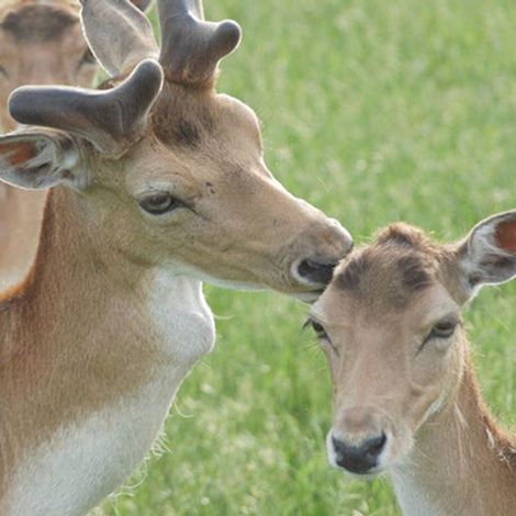 deer