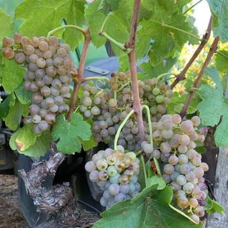 EARL Etienne Pochon - Grapes