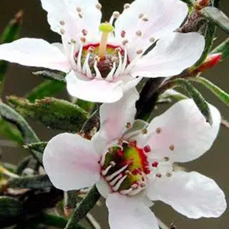 manuka-flower.jpg.webp