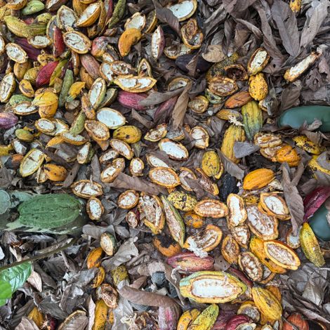 Cocoa farm