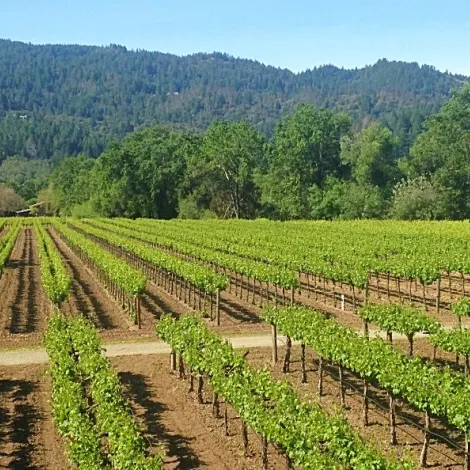 Canard Vineyard