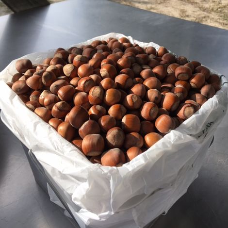 S. Fuentes Enterprises, Inc. Dba Hazel Blue Acres