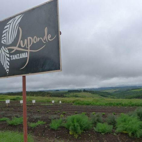 Luponde Tea Ltd - Plantation