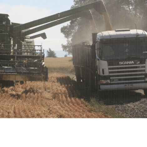 AGROPEL - Agroindustrial Pedregal S.A. - Wheat Harvest