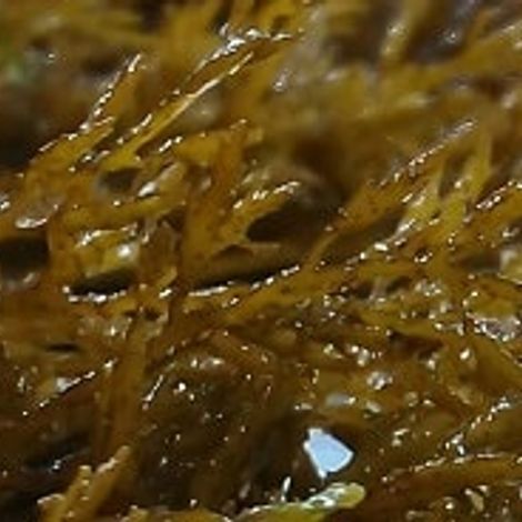 seaweed.jpg