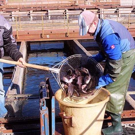 Themar Fischzuchtanlagen GmbH - Fish Farm